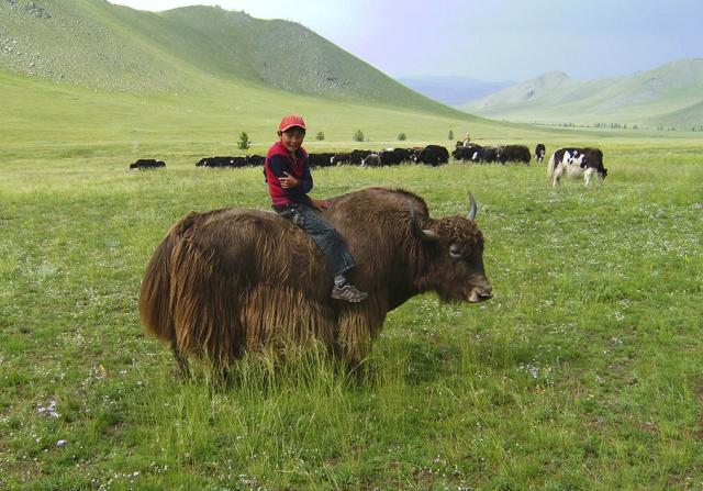 Mongolsko